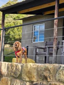 Springwater Cottages