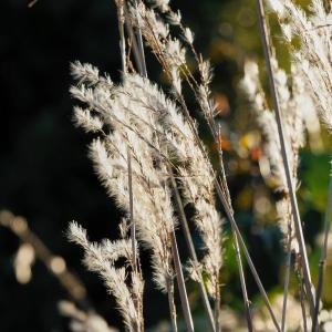 Rugio namai-Rye house