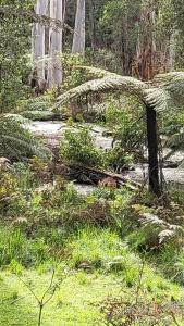 Retreat in a beautiful forest!