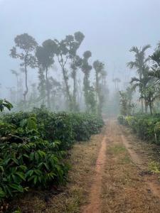 Coffee Mist Retreat