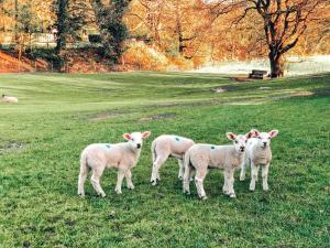 Walkers Boathouse - Luxury Lakeside Retreat