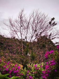 Nhà gỗ Ngỏ Nhỏ