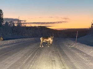 Honey Homestay - Skellefteå