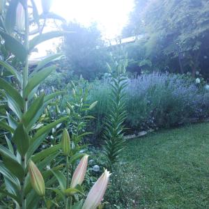 Cabaña Familiar con Jacuzzi Pétalos VillarricaTranquilidad a Minutos del Lago