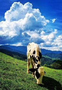 Yellow House Santa Clara