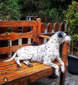 Yellow House Santa Clara