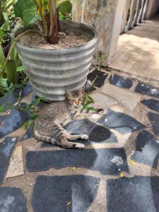 Suíte Encanto - Jardim e Experiência Local