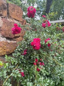 Quaint Backyard Refuge