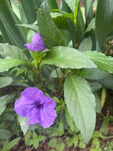 Quaint Backyard Refuge
