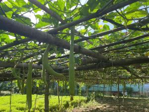 HanaHihi Countryside View Guest House
