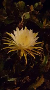 Villa Bruma Isabella