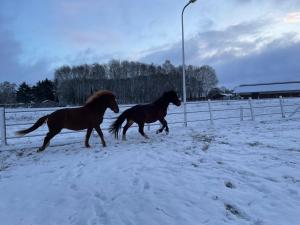 Equi Guidance Studio