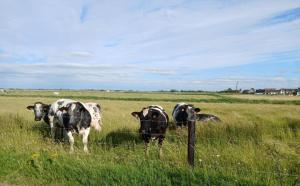 Genieten in Wenduine