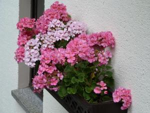 Ferienwohnung Fam Liebscher in Holzhau