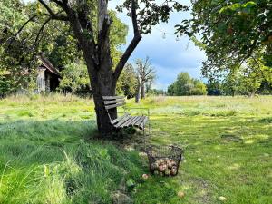 Nature Sonnentau