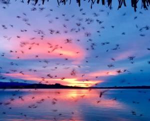 Beach House Carenero