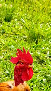 Rancho Vô João - Espaço para Momentos Incríveis