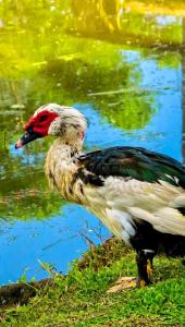 Rancho Vô João - Espaço para Momentos Incríveis