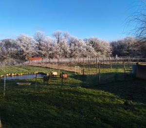 La Barre Tiny Haus im Weinberg