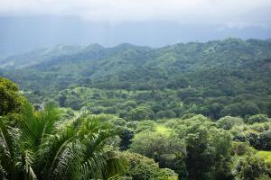El Templo- Jungle Mirador