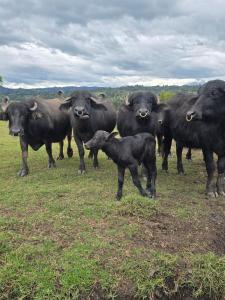 Acogedora casa rodeada de paisajes y jardines-Estancia Nirvana
