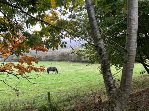 Farm stay cabin in the woods