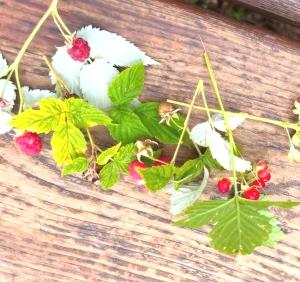 Residence Sole Alto Marillleva 1400 - vista bosco