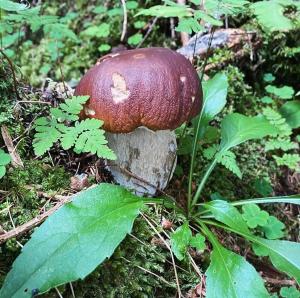 Residence Sole Alto Marillleva 1400 - vista bosco