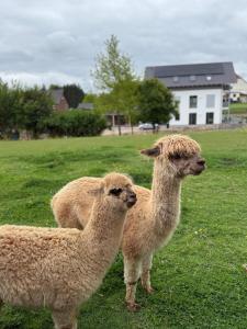 FeWo mit Alpaka Blick