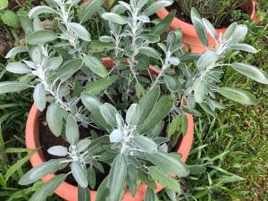 Luxury In The Jungle