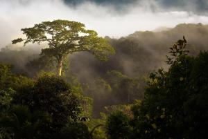 Luxury In The Jungle