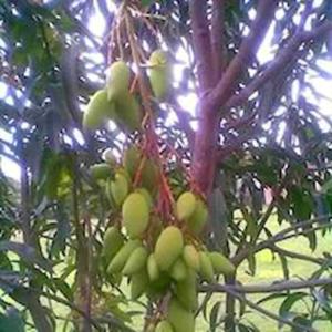 La Casa del Kiosco Azul