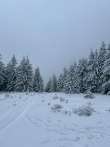 Apartament Leszczyńska 29 - cicho, blisko centrum, idealny na rower i narty