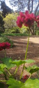 La Flor Azul house sea and forest