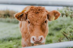 Briarfield Farm Stays - Coillte Cabin