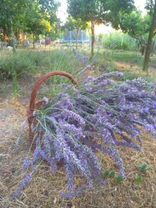 Rozi Garden Vendégház Badacsony