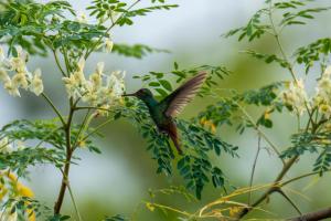 Rio Celeste Birds Garden Apartment with Air Conditioning Comfort and Privacy in a Natural Environment