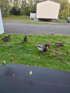 Sylvias Sunrise Caravan Skegness