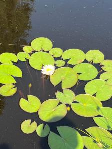 Casa Picatura de Rouă