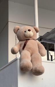 Teddy