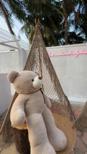 Teddy