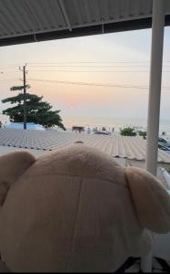 Teddy