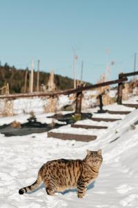Bojkówka Domki Wypoczynkowe