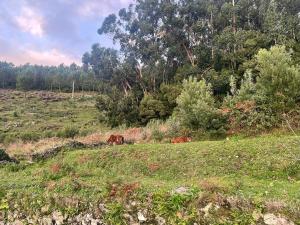 Tiny house with sunset over the ocean