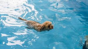 Taean Aloha Oe Pet Pool Villa