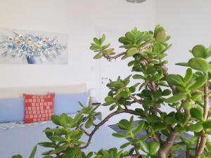 LAlbero di Giada, Fiori e Frutti Appartamenti