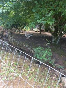 Paraíso na Terra Nova Petropolis-Gramado