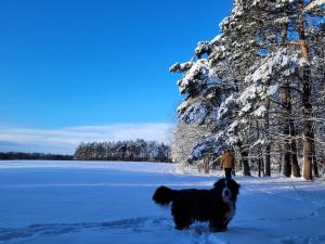 Kemping i Domki nad stawem