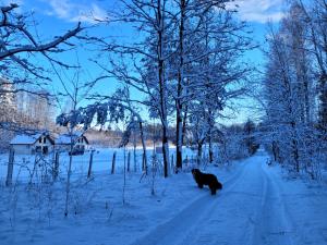 Kemping i Domki nad stawem