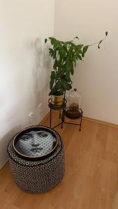 Harrison Homes Oasis, Pergola and Garden